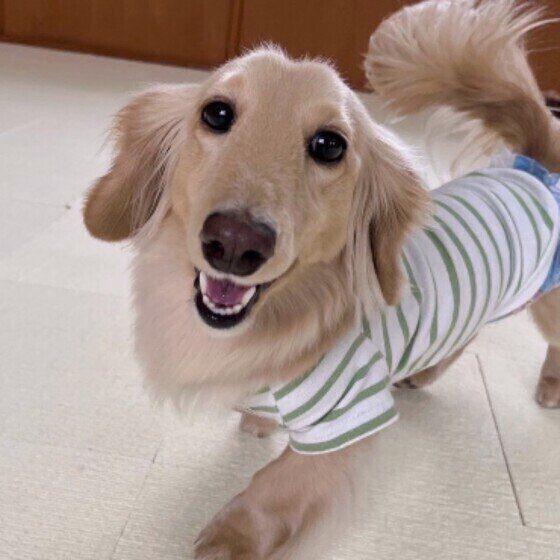 愛犬が熱中症を起こさないように注意！飼い主が気をつけるポイント いぬのきもち