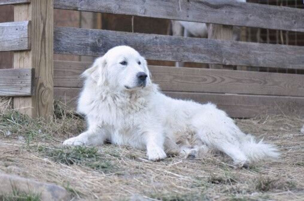 グレート ピレニーズの特徴 性格 最新価格と飼い方 いぬのきもち 犬図鑑 いぬのきもちweb Magazine グレート ピレニーズの特徴 性格 最新価格と飼い方 いぬのきもち 犬図鑑 いぬのきもちweb Magazine