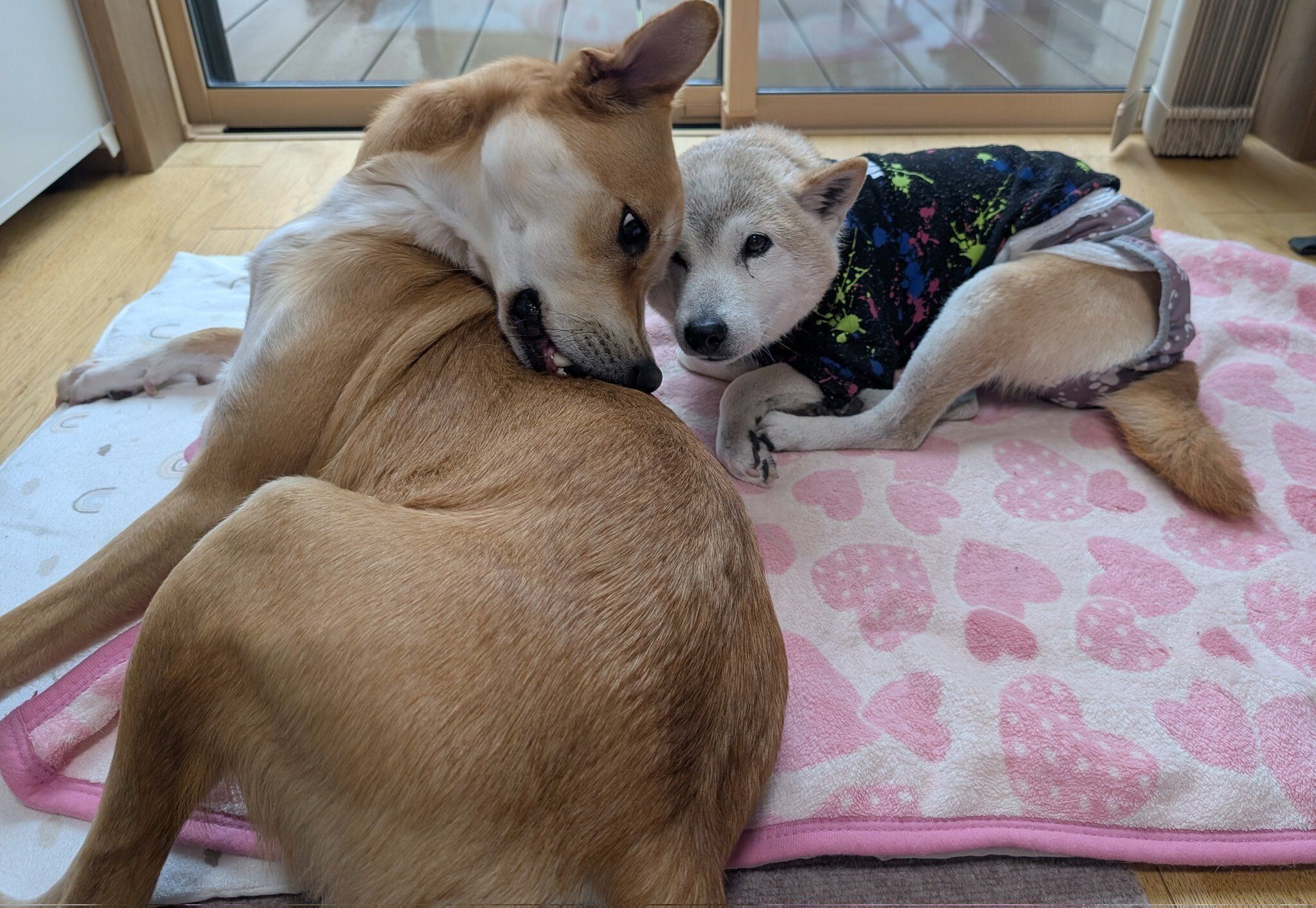 くつろぐりりちゃんと同居犬のおじぇいくん