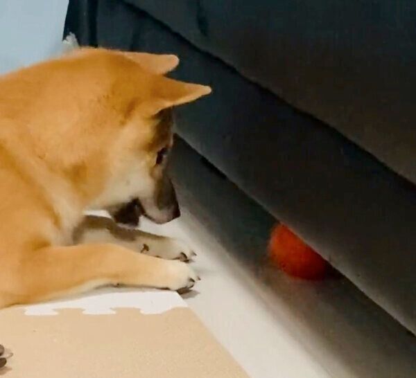 ボールをソファの下に入れるふう太くん