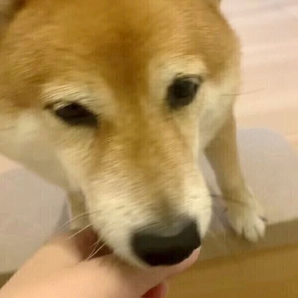 飼い主さんの手をハムハムする八朔くん