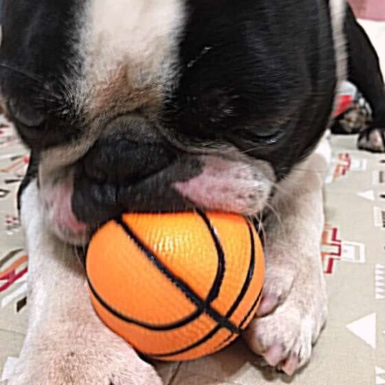 ボールで遊ぶボストン・テリア