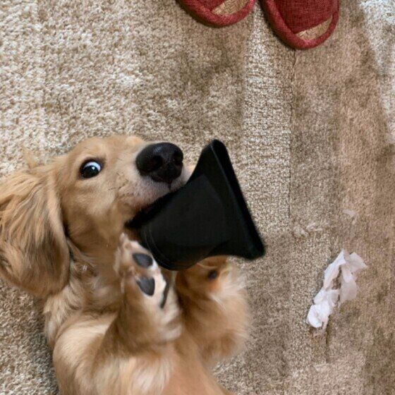 イタズラするミニチュア・ダックスフンド