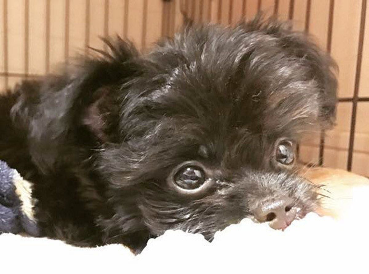 長年の議論 犬と猫はどちらが賢い がついに決着 しかし飼い主さんから反論の声が いぬのきもちweb Magazine 長年の議論 犬と猫はどちらが賢い がついに決着 しかし飼い主さんから反論の声が いぬのきもちweb Magazine