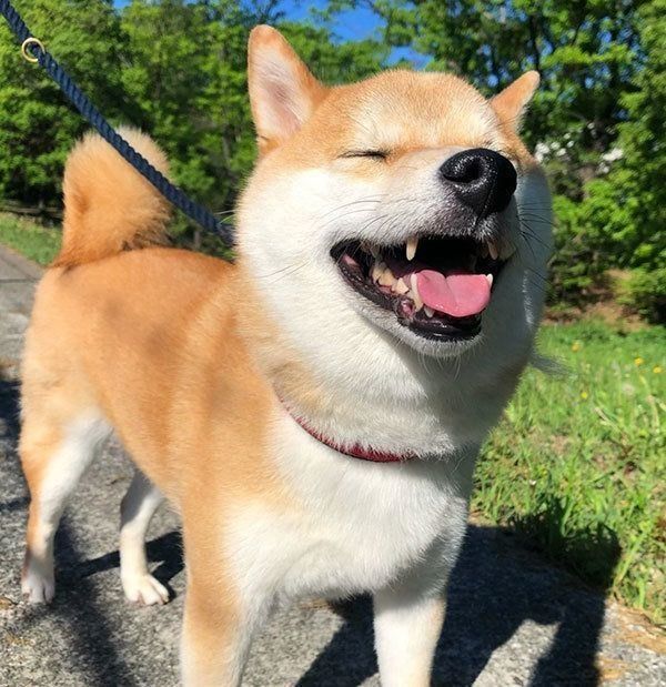 散歩するこてつくん