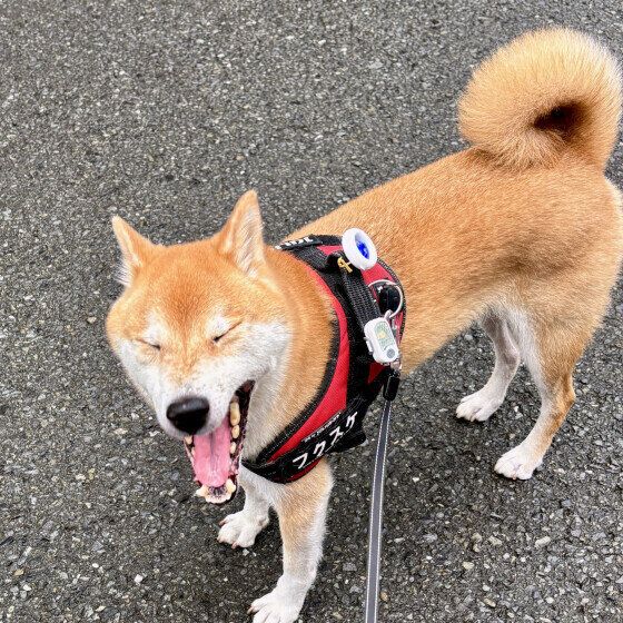 眠そうな表情の柴犬