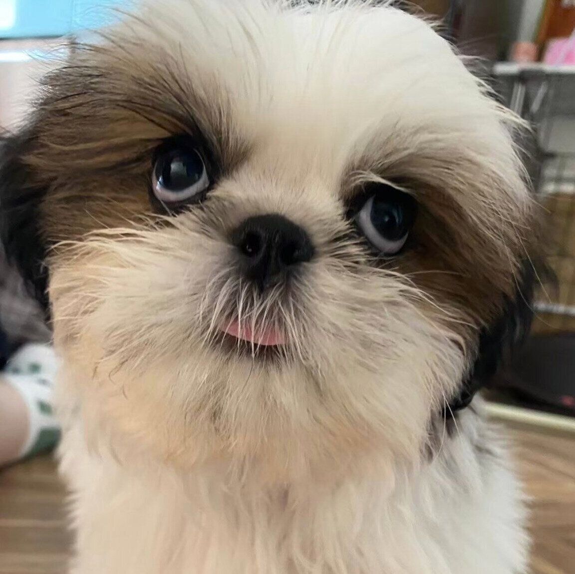 子犬時代のズシくん