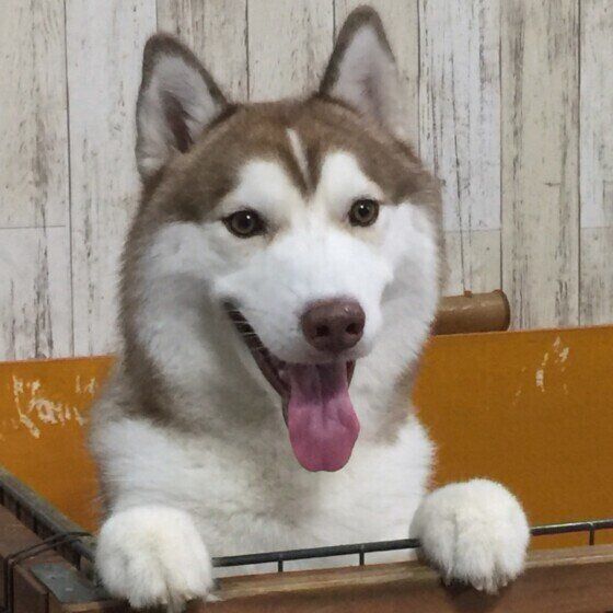 シベリアン・ハスキーのアレンちゃん