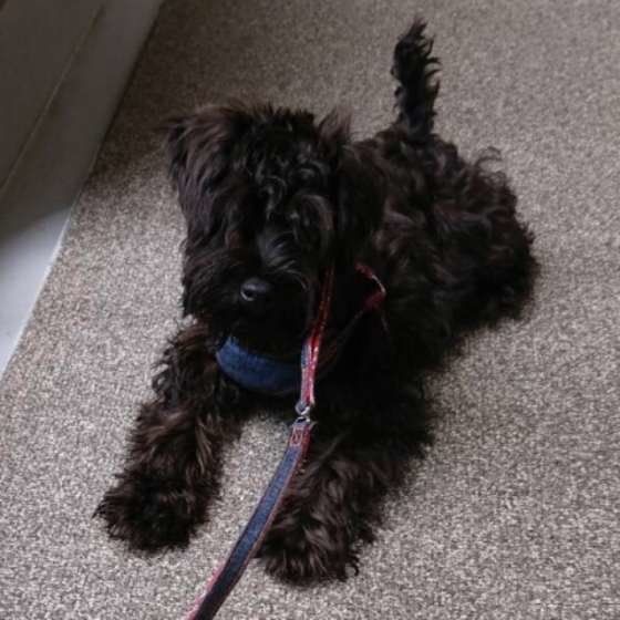 ミニチュア・シュナウザー