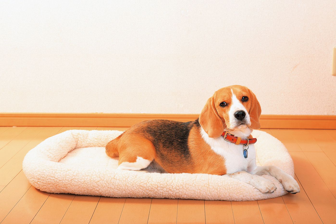 ランキング 太りやすい犬の1位は ただ食いしん坊だからじゃなかった いぬのきもちweb Magazine ランキング 太りやすい犬の1位は ただ食いしん坊だからじゃなかった いぬのきもちweb Magazine