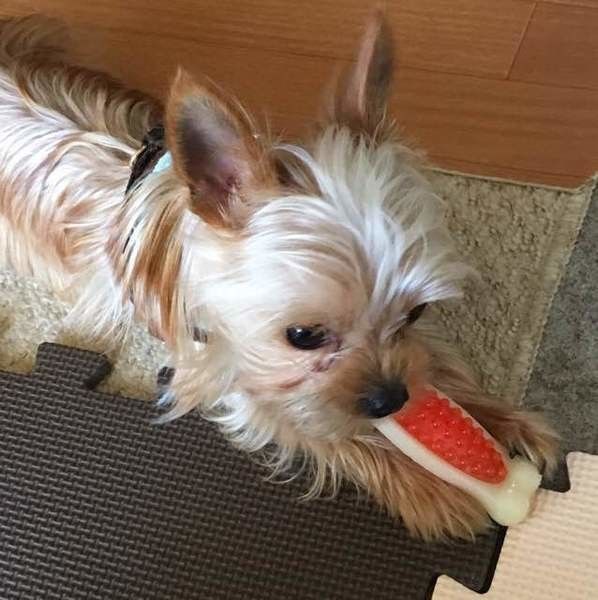 噛むおもちゃに夢中なるいくん♪