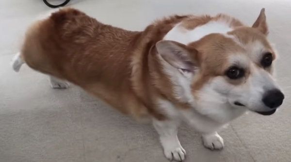 伸びをするコーギー