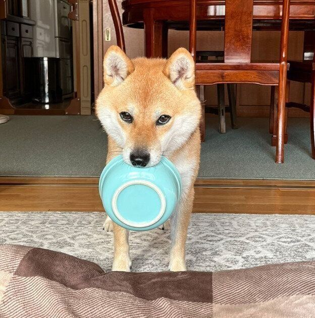 ごはん皿をくわえる豆太郎くん