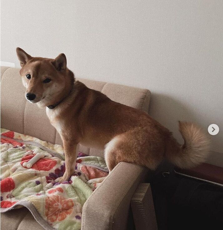 柴犬の琥珀くん