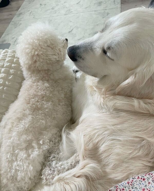 くっつくむうくん、めるくん