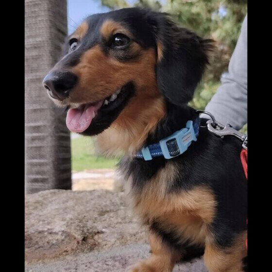 動物病院で行う「犬の細胞診検査」って何をする検査？ いぬのきもち