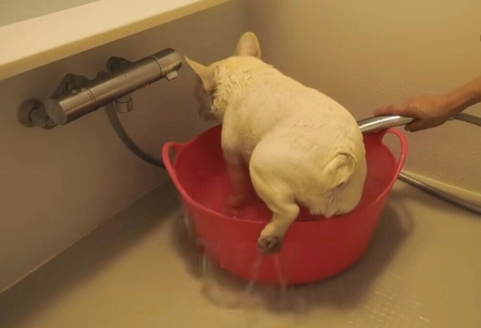 短い足がひっかかってしまうきなこちゃん