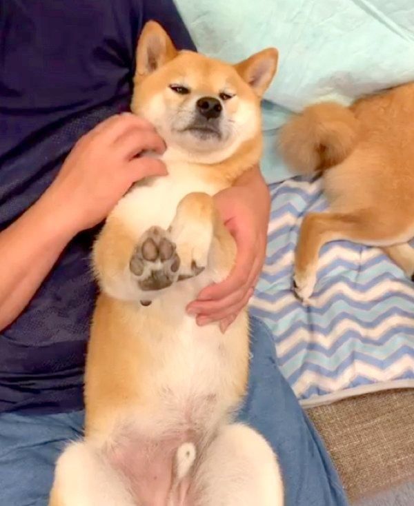 マッサージ中に手を伸ばす柴犬