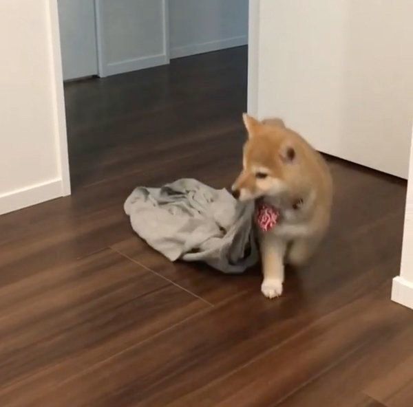 洗濯物を片す柴犬