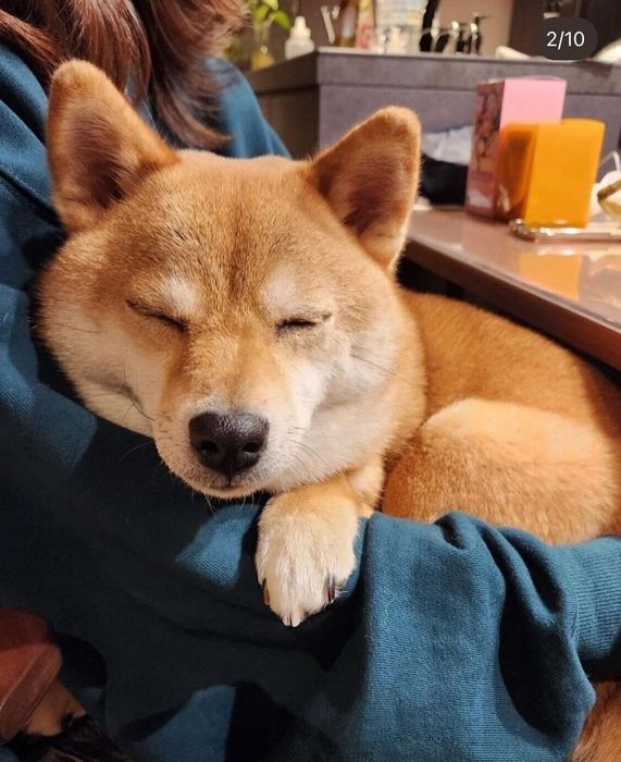 いろんな人の膝で寝られるようになった、まるちゃん