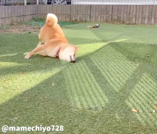 お風呂後に庭でクネクネしちゃう豆千代くん