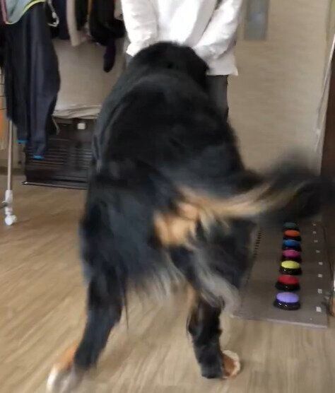 興奮気味に飼い主さんへ近づく八兵衛くん