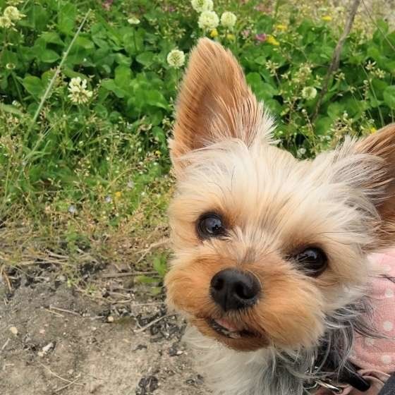 お散歩するヨークシャー・テリア