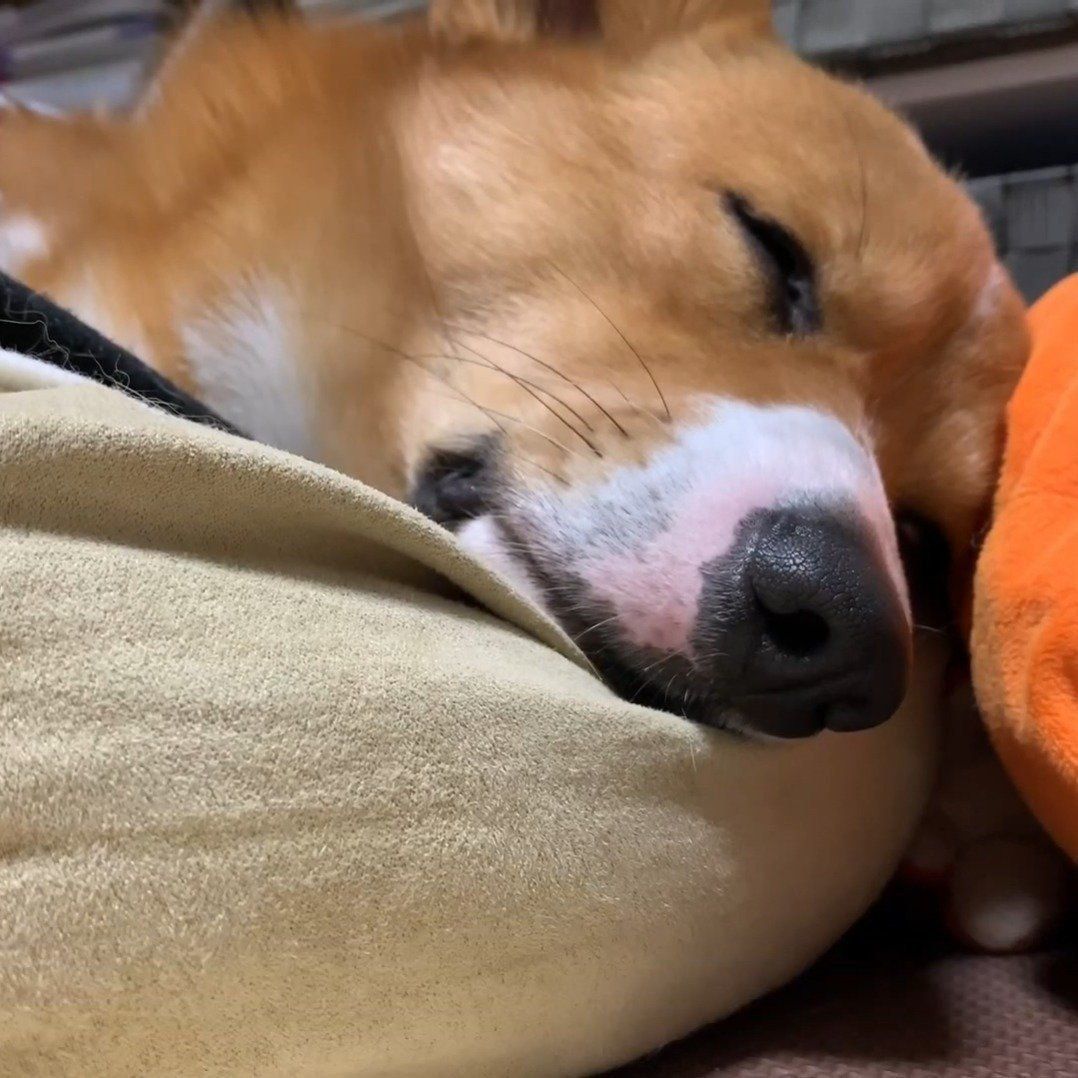 お疲れモードのコナン君