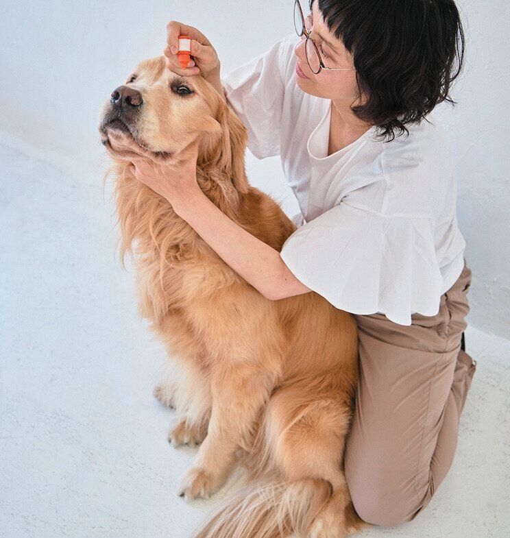 点眼薬をさされる大型犬