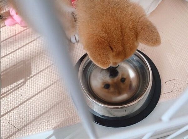 水を見つめるオイルちゃん