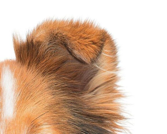 コックドイヤー