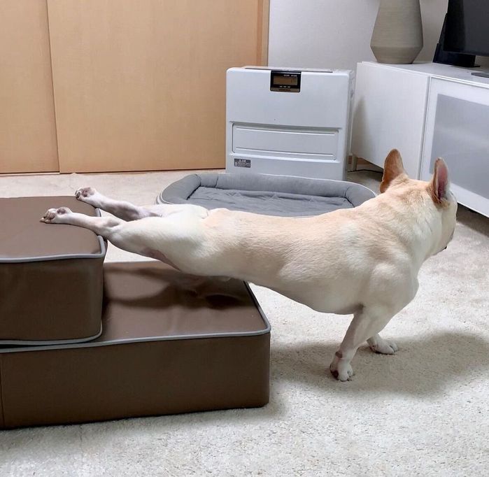 ペットステップを使って、ストレッチをするかのような体勢をとるエルモくん