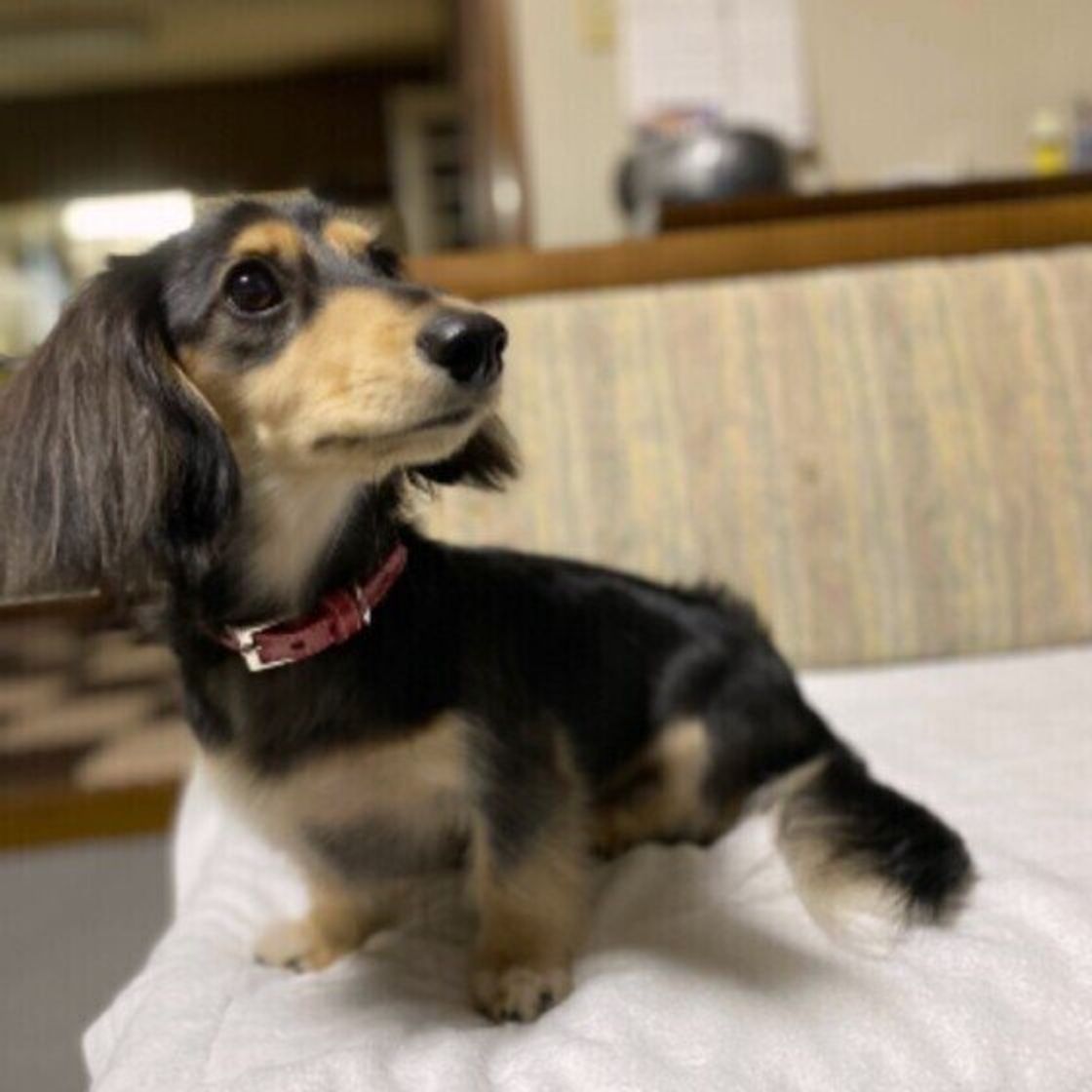 犬が家の中でいるのが好きな 場所 はどこ 快適 安全に過ごすには注意点も 獣医師解説 いぬのきもちweb Magazine 犬が家の中でいるのが好きな 場所 はどこ 快適 安全に過ごすには注意点も 獣医師解説 いぬのきもちweb Magazine