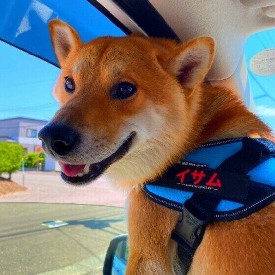 ドライブ中のイサムくん