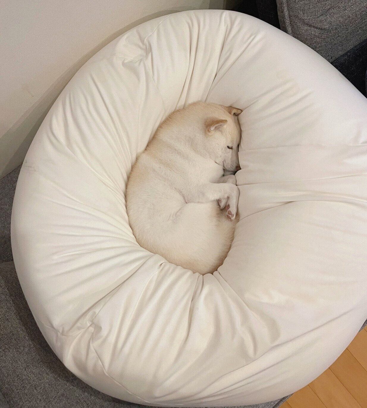 気持ちよさそうに眠るゆきちゃん