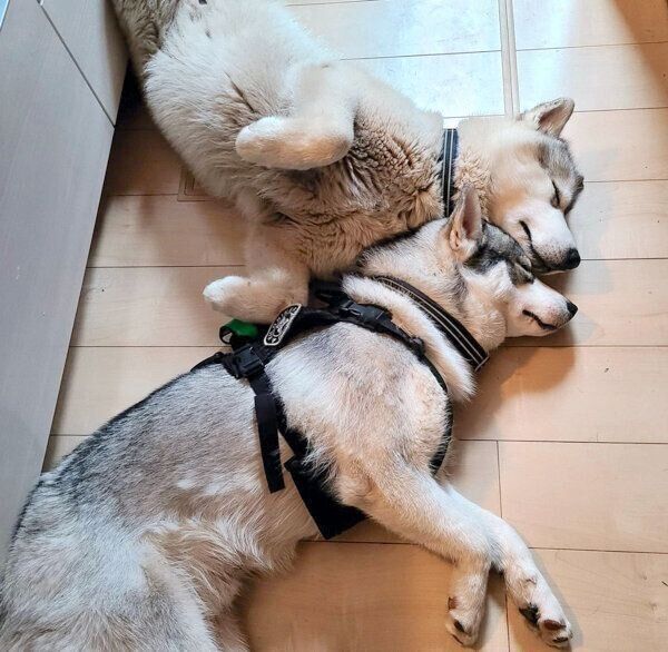 寄り添って眠るロキちゃんちラリマーちゃん