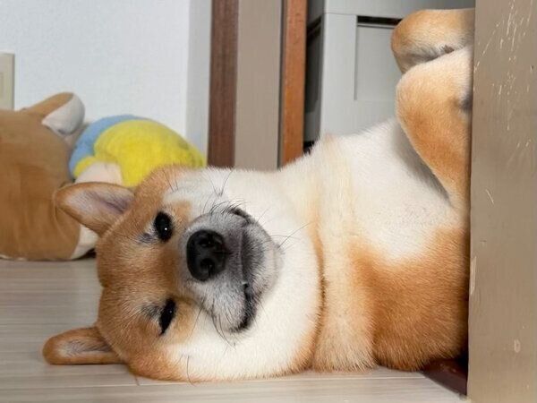 寝転がるふう太くん