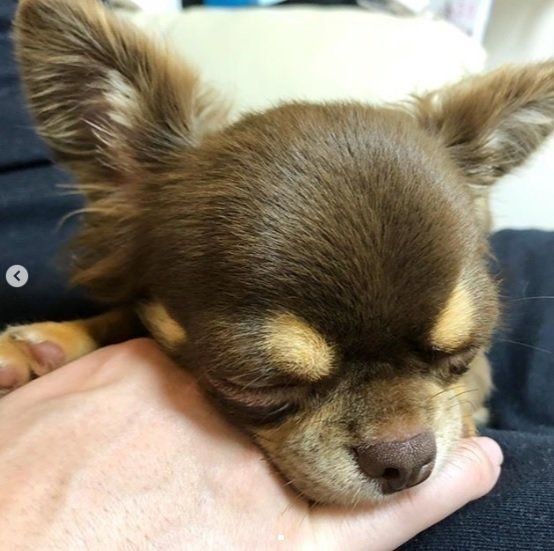手の上で寝たふりをするチワワ