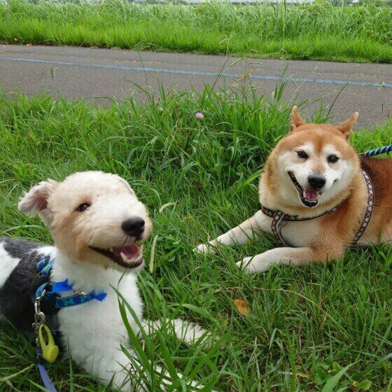 ワイアー・フォックス・テリア