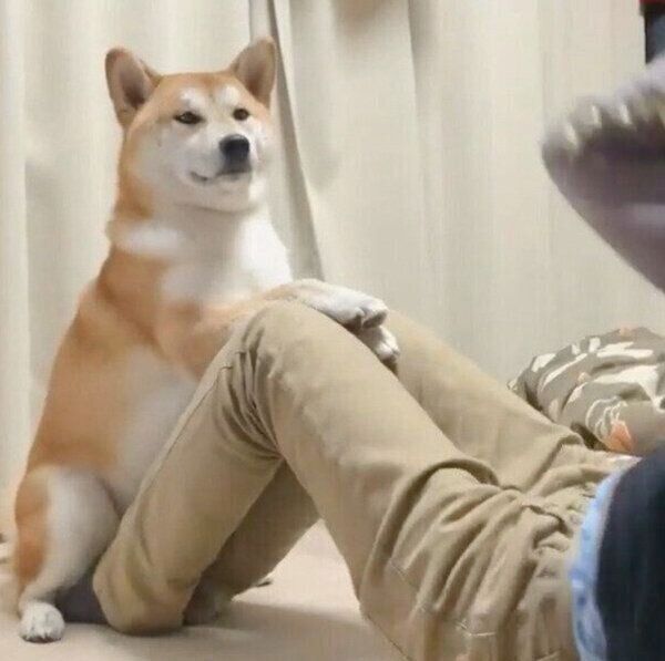 腹筋中の飼い主さんを支えるめんまくん