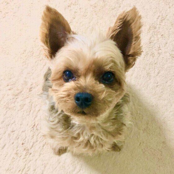 ヨークシャー・テリアのひじきくん