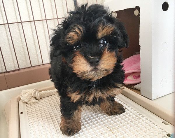 見つめるチワプー