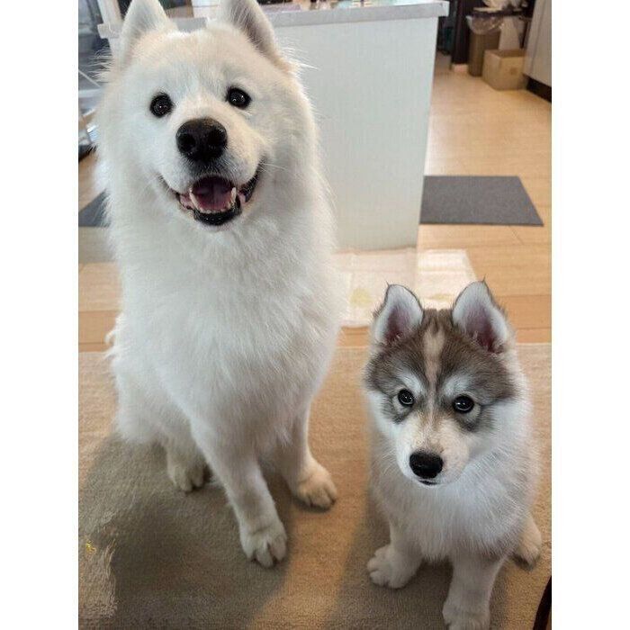 おやつ待ちのスキーくん、パウくん