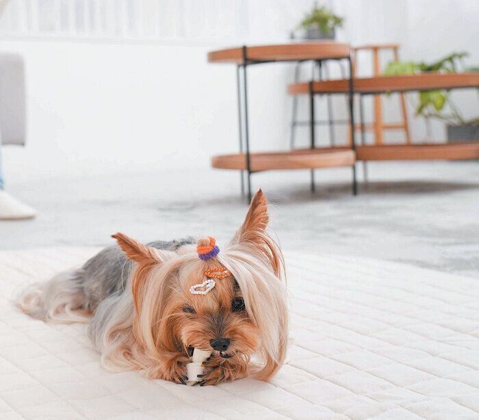 おやつを噛んでいる犬