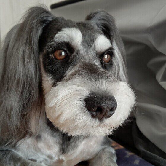 整った毛並みがかわいいミニチュア・シュナウザー