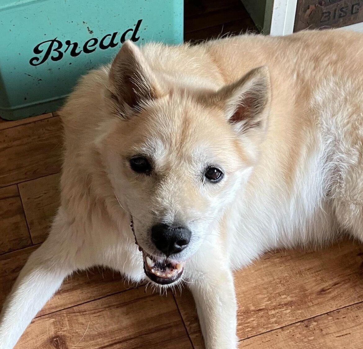 ニコッと笑うしずくちゃん