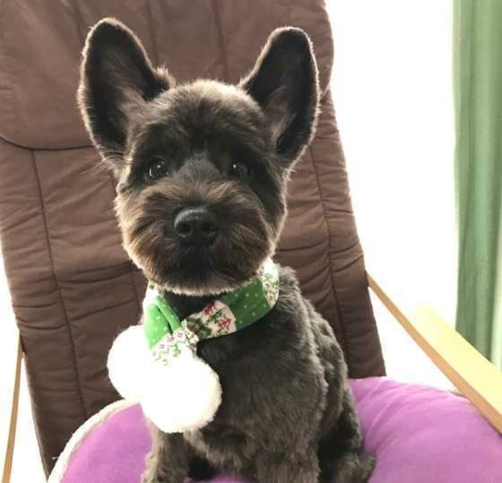 ミニチュア・シュナウザー