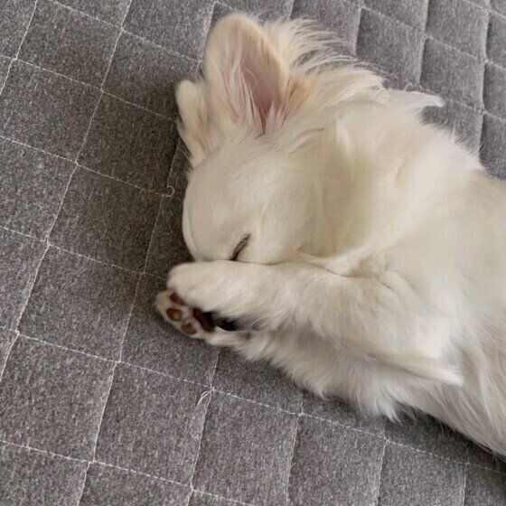 ぽんずくん（チワワ）