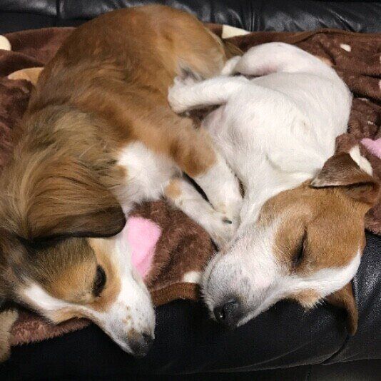 ジャック・ラッセル・テリアのドンちゃんたち