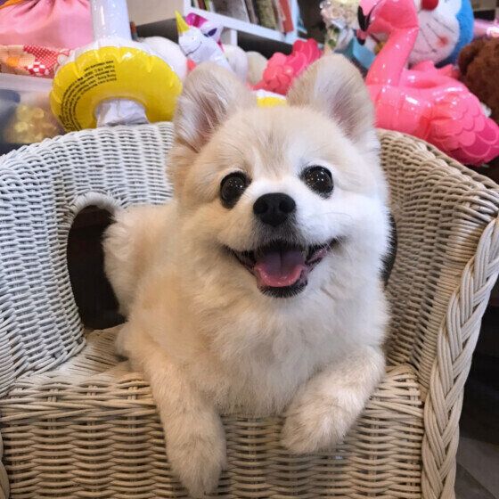 犬が何も食べていないのに「口をくちゃくちゃ動かす」ときの注意点 いぬのきもち